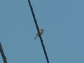 Passer domesticus